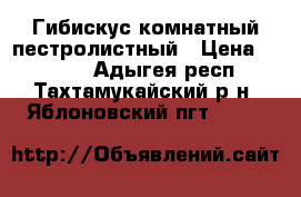 Гибискус комнатный пестролистный › Цена ­ 1 500 - Адыгея респ., Тахтамукайский р-н, Яблоновский пгт  »    